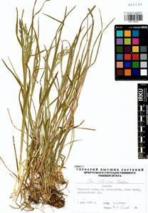 Poa sibirica Roshev., Siberia, Baikal & Transbaikal region (S4) (Russia)