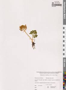 Sceptridium multifidum (S.G.Gmel.) M.Nishida ex Tagawa, Siberia, Chukotka & Kamchatka (S7) (Russia)