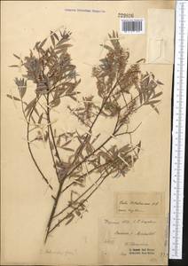 Salix capusii Franch., Middle Asia, Western Tian Shan & Karatau (M3) (Kyrgyzstan)