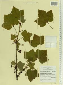 Ribes spicatum subsp. lapponicum Hyl., Eastern Europe, Northern region (E1) (Russia)