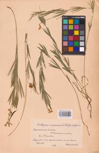 Lathyrus pallescens (M.Bieb.) K.Koch, Eastern Europe, Central forest-and-steppe region (E6) (Russia)