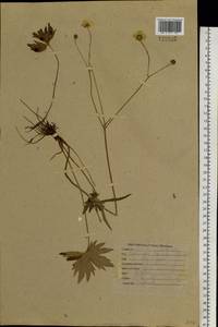 Ranunculus propinquus C. A. Mey., Siberia, Baikal & Transbaikal region (S4) (Russia)