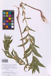 Lysimachia thyrsiflora L., Eastern Europe, Moscow region (E4a) (Russia)