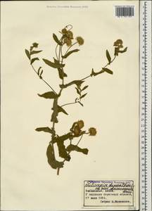 Pulicaria dysenterica (L.) Bernh., Caucasus, Krasnodar Krai & Adygea (K1a) (Russia)
