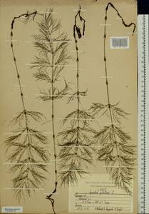 Equisetum sylvaticum L., Eastern Europe, Central region (E4) (Russia)