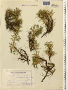 Astragalus caspicus subsp. caspicus, Caucasus, Azerbaijan (K6) (Azerbaijan)