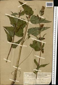 Campanula trachelium L., Eastern Europe, Volga-Kama region (E7) (Russia)