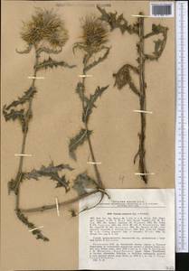 Cirsium semenovii Regel & Schmalh., Middle Asia, Northern & Central Tian Shan (M4) (Kazakhstan)