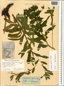 Euphorbia procera M.Bieb., Caucasus, North Ossetia, Ingushetia & Chechnya (K1c) (Russia)