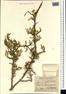 Rhamnus erythroxyloides subsp. erythroxyloides, Caucasus, Armenia (K5) (Armenia)