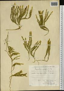 Spinulum annotinum subsp. dubium (Zoëga) J.H.Xue, Chepinoga & K.P.Ma, Siberia, Chukotka & Kamchatka (S7) (Russia)