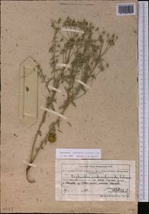 Euphorbia subcordata C.A.Mey. ex Ledeb., Middle Asia, Muyunkumy, Balkhash & Betpak-Dala (M9) (Kazakhstan)