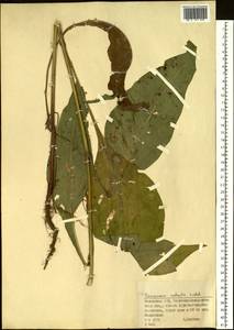 Saussurea amara (L.) DC., Siberia, Western (Kazakhstan) Altai Mountains (S2a) (Kazakhstan)