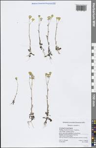 Senecio vernalis Waldst. & Kit., South Asia, South Asia (Asia outside ex-Soviet states and Mongolia) (ASIA) (Turkey)