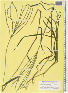 Digitaria sanguinalis (L.) Scop., Caucasus, Black Sea Shore (from Novorossiysk to Adler) (K3) (Russia)