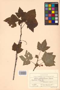 Ribes latifolium Jancz., Siberia, Russian Far East (S6) (Russia)