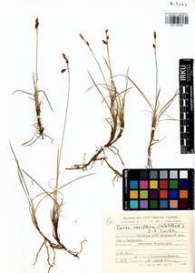 Carex rariflora (Wahlenb.) Sm., Siberia, Yakutia (S5) (Russia)