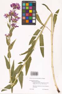 Hesperis pycnotricha Borbás & Degen, Eastern Europe (no precise locality) (E0)