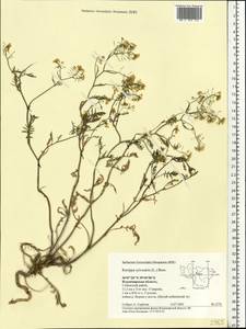 Rorippa sylvestris (L.) Besser, Eastern Europe, Central region (E4) (Russia)