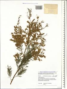 Tamarix ramosissima Ledeb., Caucasus, Azerbaijan (K6) (Azerbaijan)