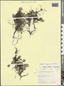 Ziziphora puschkinii Adams, Caucasus, Dagestan (K2) (Russia)