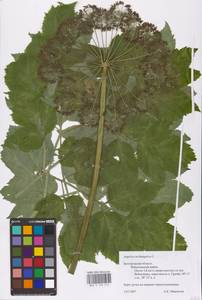 Angelica archangelica L., Eastern Europe, Central forest-and-steppe region (E6) (Russia)