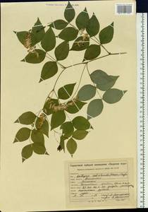 Vicia subrotunda (Maxim.) Czefr., Siberia, Russian Far East (S6) (Russia)