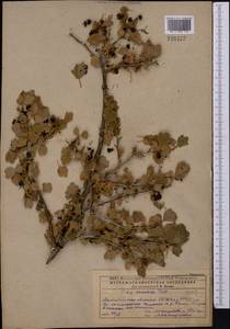 Ribes saxatile Pall., Middle Asia, Caspian Ustyurt & Northern Aralia (M8) (Kazakhstan)