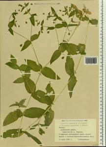 Stellaria aquatica (L.) Scop., Eastern Europe, Latvia (E2b) (Latvia)