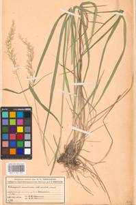 Calamagrostis arundinacea (L.) Roth, Eastern Europe, Moscow region (E4a) (Russia)