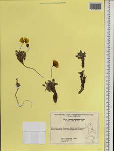 Oreomecon pulvinata (Tolm.) Krivenko, Siberia, Chukotka & Kamchatka (S7) (Russia)