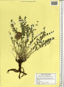 Astragalus physodes, Eastern Europe, Lower Volga region (E9) (Russia)