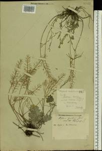 Alyssum gmelinii Jord. & Fourr., Eastern Europe, Central forest-and-steppe region (E6) (Russia)