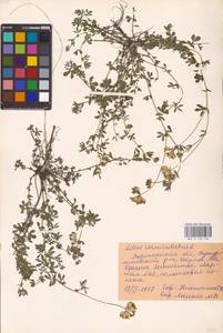 Lotus corniculatus L., Eastern Europe, Central forest-and-steppe region (E6) (Russia)