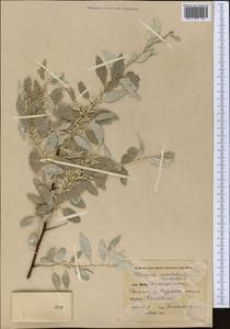 Elaeagnus angustifolia subsp. orientalis (L.) Soják, Middle Asia, Pamir & Pamiro-Alai (M2) (Uzbekistan)