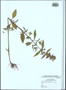 Galeopsis ladanum L., Eastern Europe, Central region (E4) (Russia)