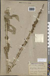 Digitalis ferruginea subsp. schischkinii (Ivanina) K.Werner, Caucasus, Krasnodar Krai & Adygea (K1a) (Russia)