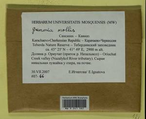 Grimmia mollis Bruch & Schimp., Bryophytes, Bryophytes - North Caucasus & Ciscaucasia (B12) (Russia)