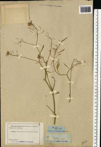 Brassica elongata subsp. integrifolia (Boiss.) Breistr., Eastern Europe, Rostov Oblast (E12a) (Russia)