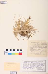 Carex stenocarpa Turcz. ex V.I.Krecz., Siberia, Altai & Sayany Mountains (S2) (Russia)