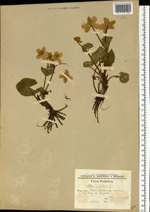 Caltha palustris L., Eastern Europe, South Ukrainian region (E12) (Ukraine)