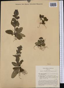 Ajuga pyramidalis L., Western Europe (EUR) (Italy)