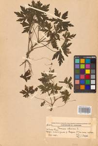 Geranium sibiricum L., Siberia, Russian Far East (S6) (Russia)