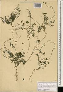 Torilis arvensis (Huds.) Link, Africa (AFR) (Morocco)