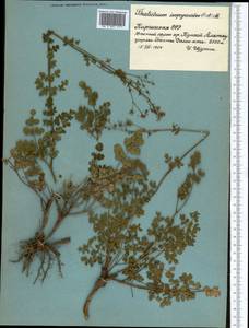 Thalictrum, Middle Asia, Pamir & Pamiro-Alai (M2) (Tajikistan)