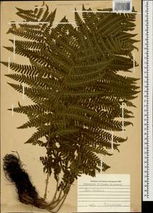 Dryopteris filix-mas (L.) Schott, Caucasus, Krasnodar Krai & Adygea (K1a) (Russia)