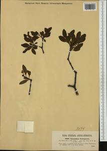 Loranthus europaeus Jacq., Western Europe (EUR) (Austria)