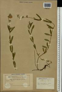 Helianthemum ovatum (Viv.) Dunal, Eastern Europe, Belarus (E3a) (Belarus)