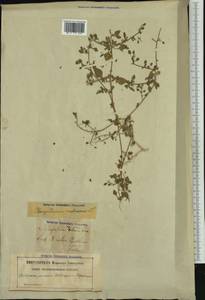 Chenopodium vulvaria L., Western Europe (EUR) (Sweden)