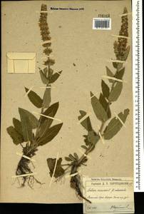 Salvia nemorosa subsp. pseudosylvestris (Stapf) Bornm., Crimea (KRYM) (Russia)